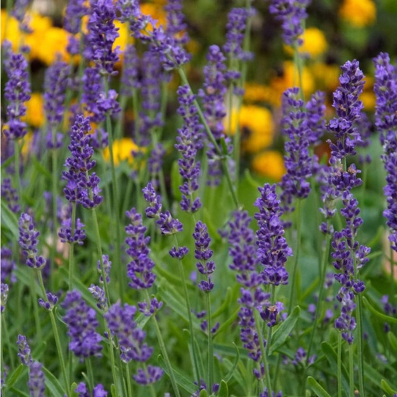 Meet your Posher, Mariah - Picture 1 of 1